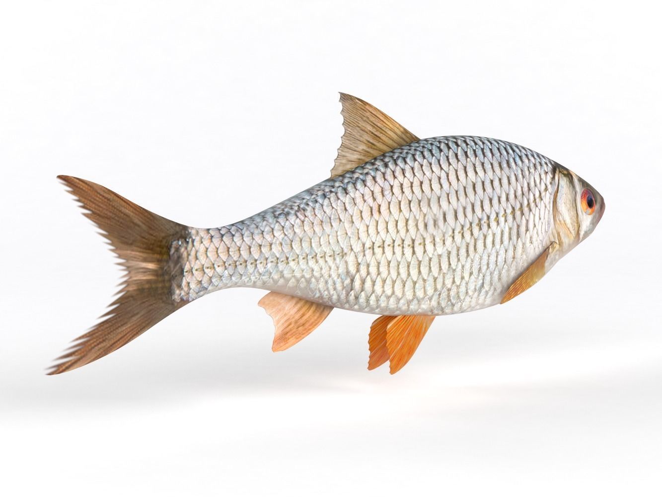 Roach Fish 3D model_3