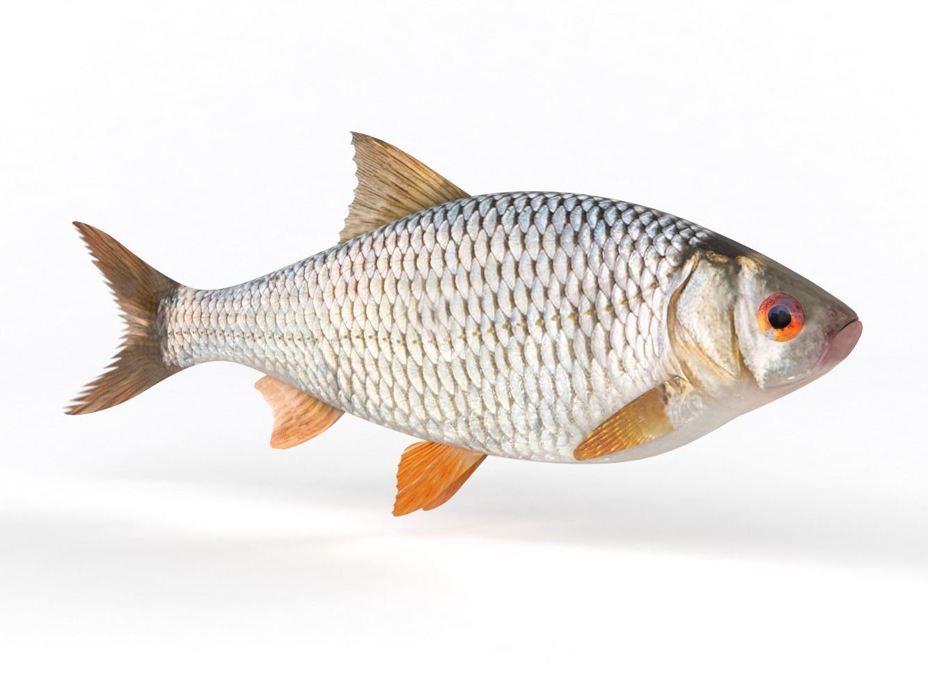 Roach Fish 3D model_2