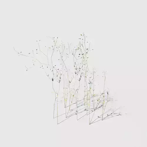 Grassleaf Starwort Pack