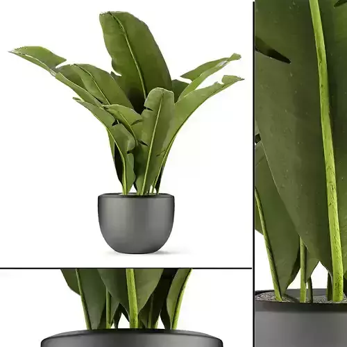 Plant in Pot Flowerpot Exotic Plant