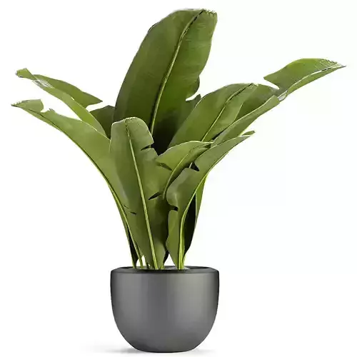 Plant in Pot Flowerpot Exotic Plant