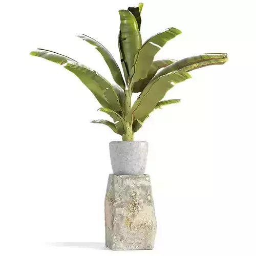 Plant in Pot Flowerpot Exotic Plant