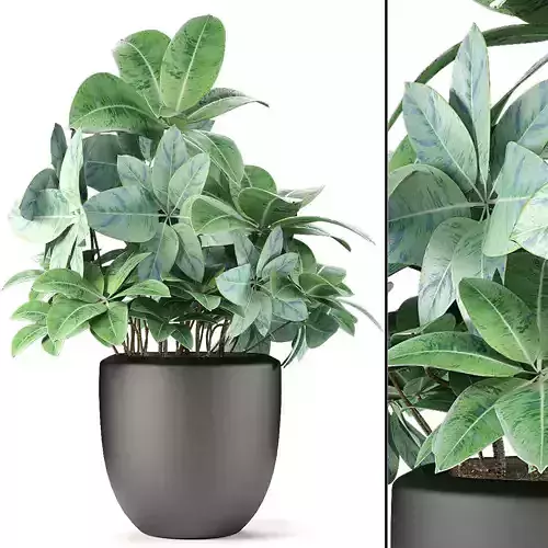 Plant in Pot Flowerpot Exotic Plant