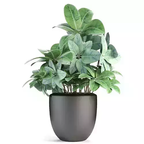 Plant in Pot Flowerpot Exotic Plant