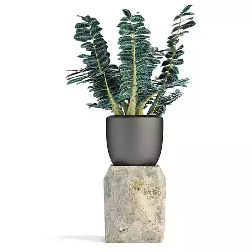 Plant in Pot Flowerpot Exotic Plant