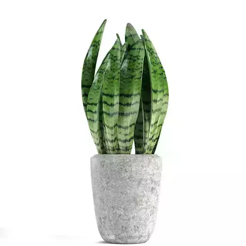 Plant in Pot Flowerpot Exotic Plant