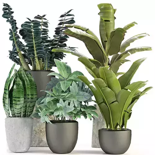 Collections Plants 3