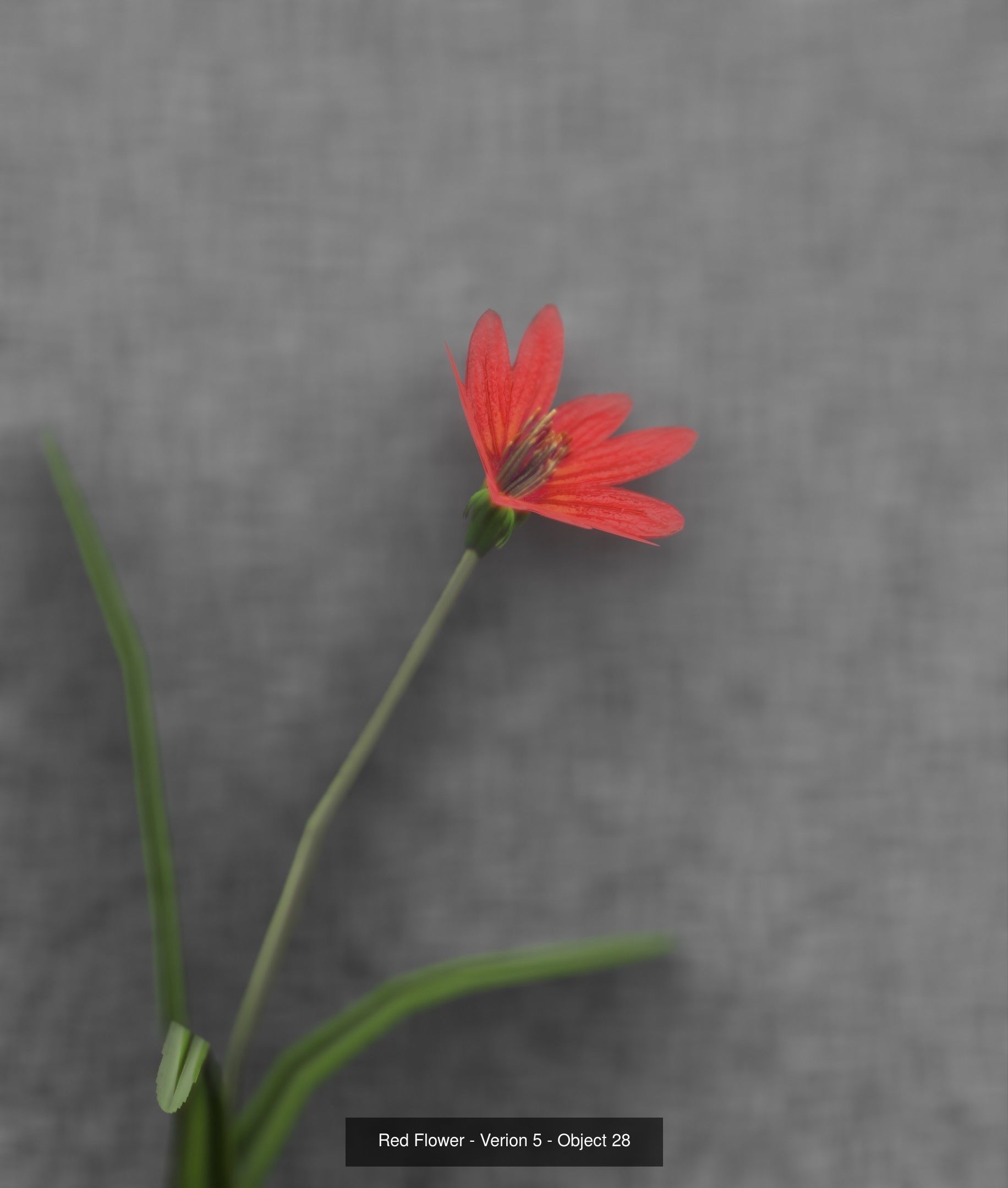 City Plants Collection 1 _37