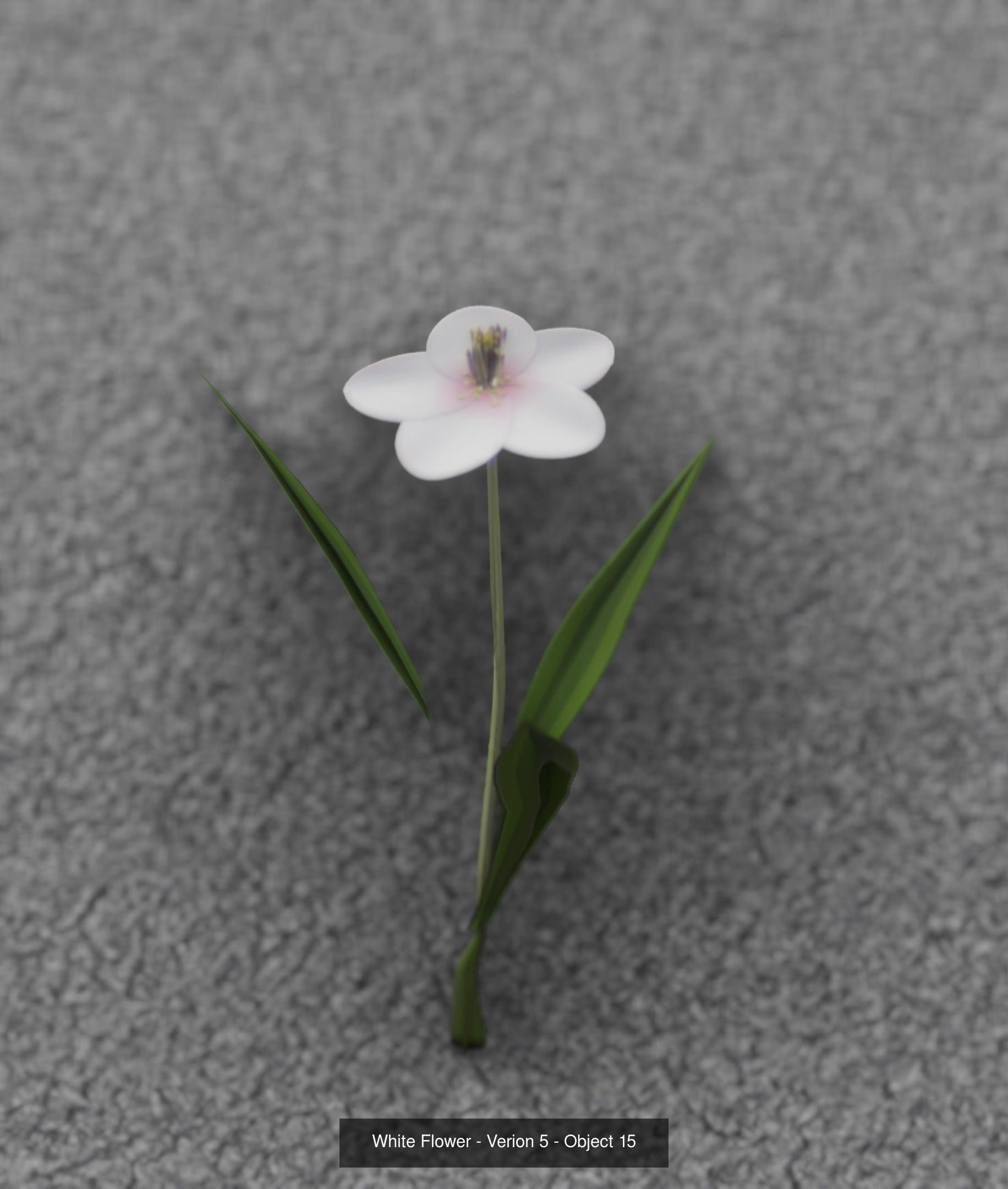 City Plants Collection 1 _24