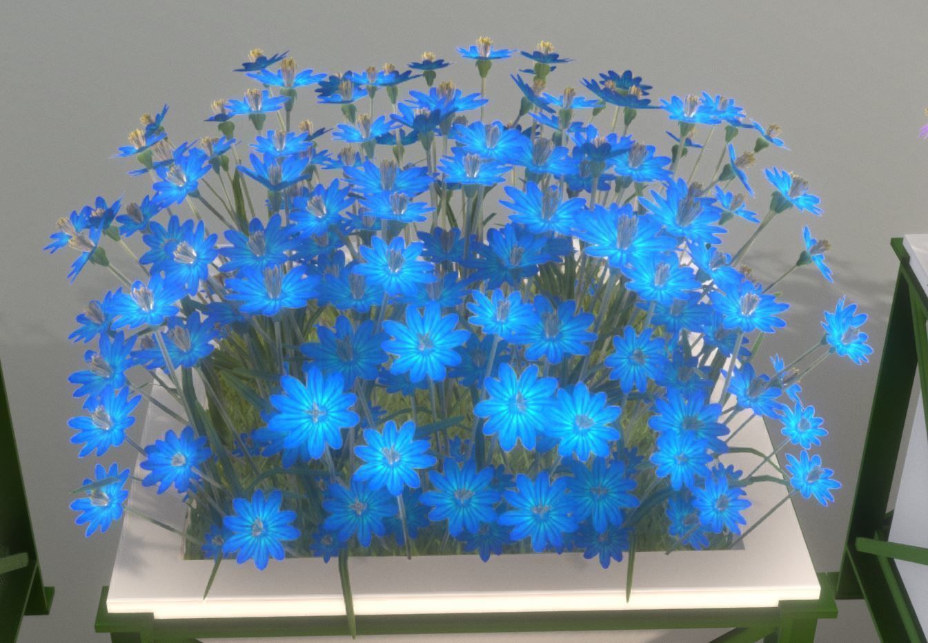 City Plants Collection 1 _5