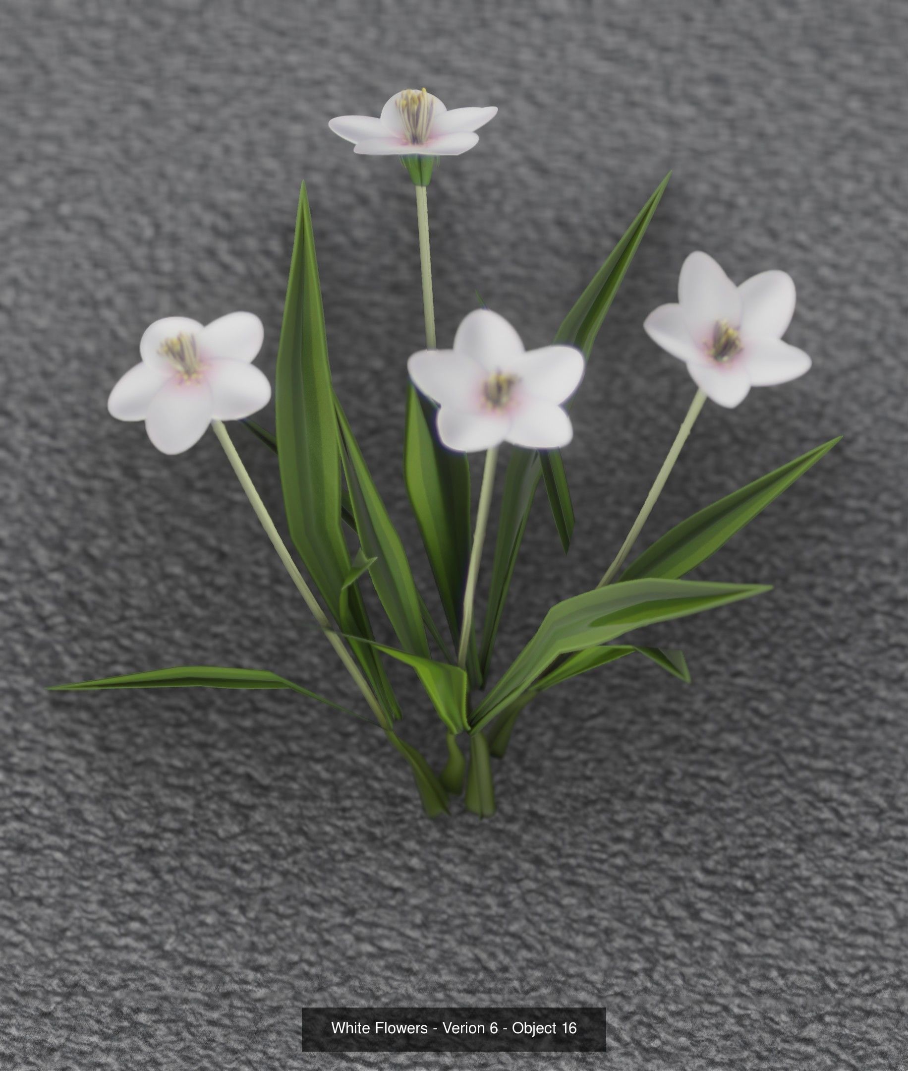 City Plants Collection 1 _25