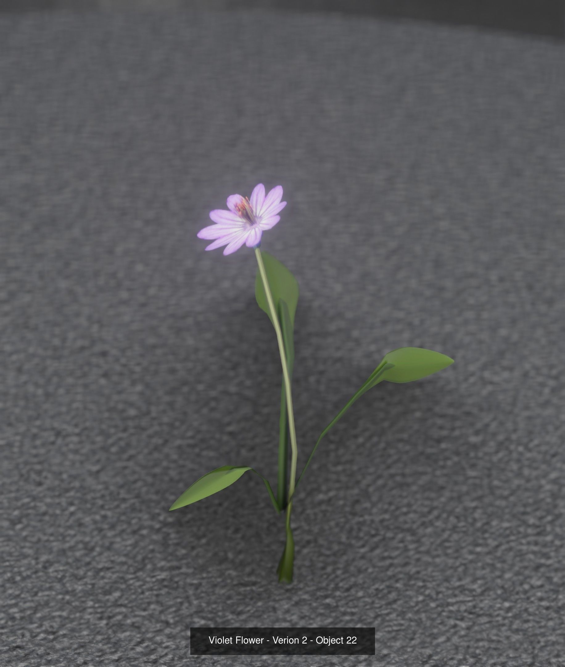 City Plants Collection 1 _31