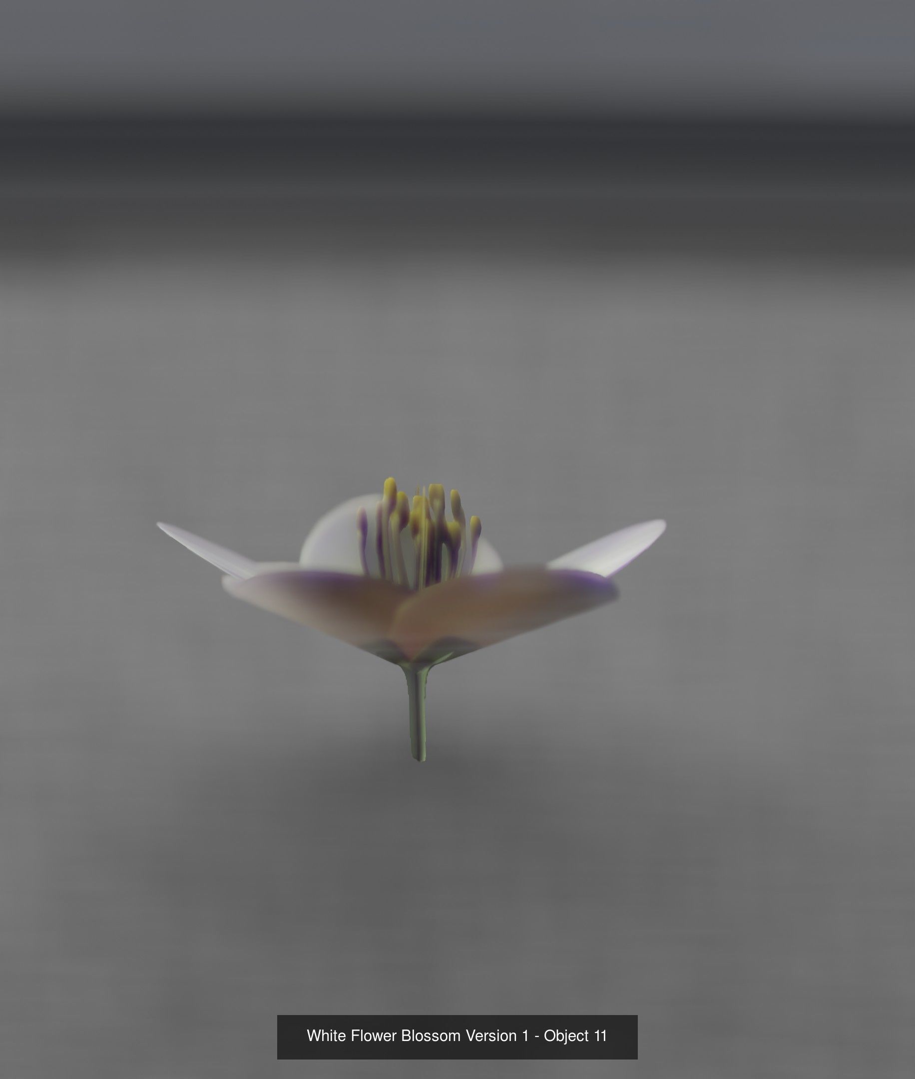 City Plants Collection 1 _20