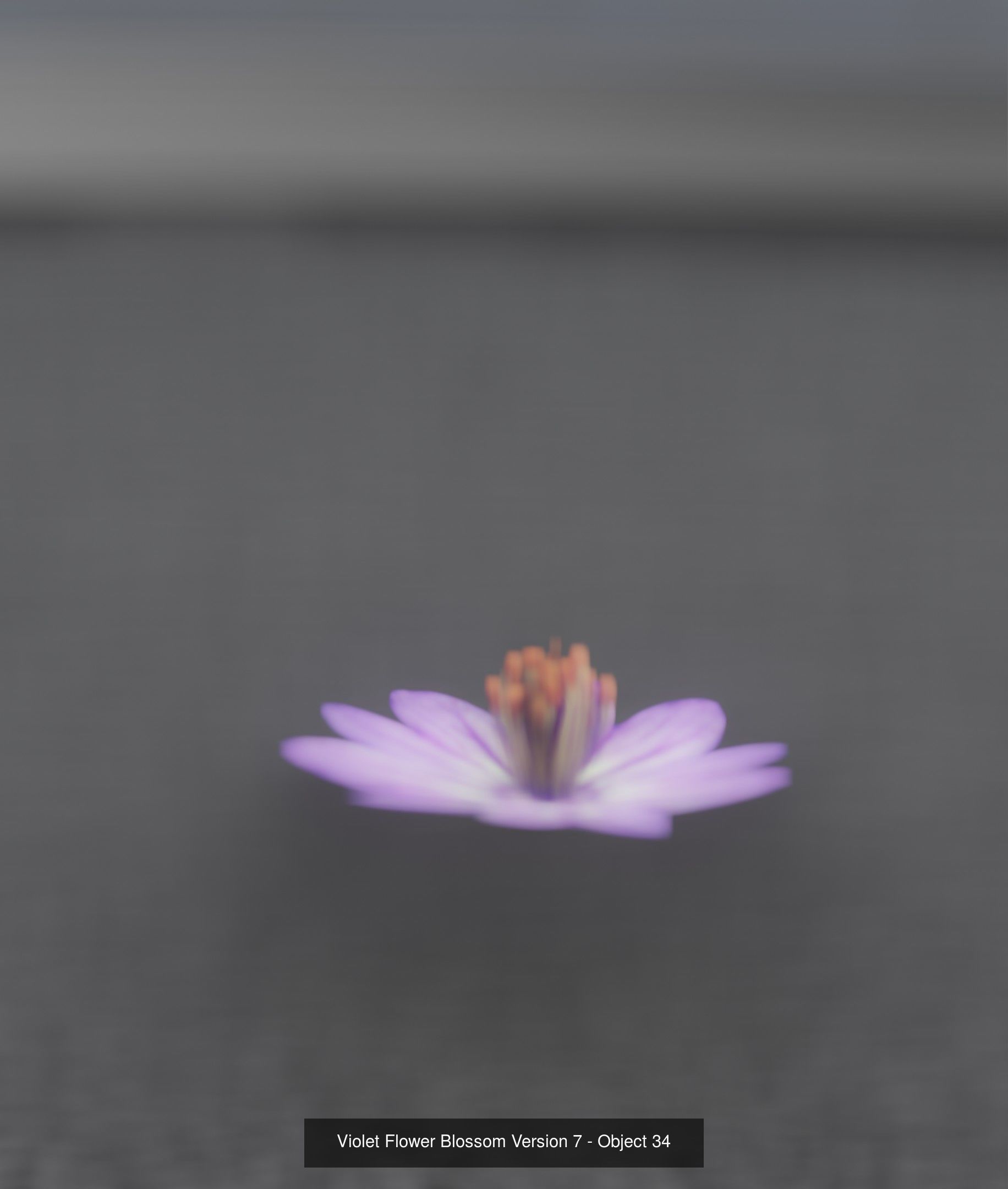 City Plants Collection 1 _43