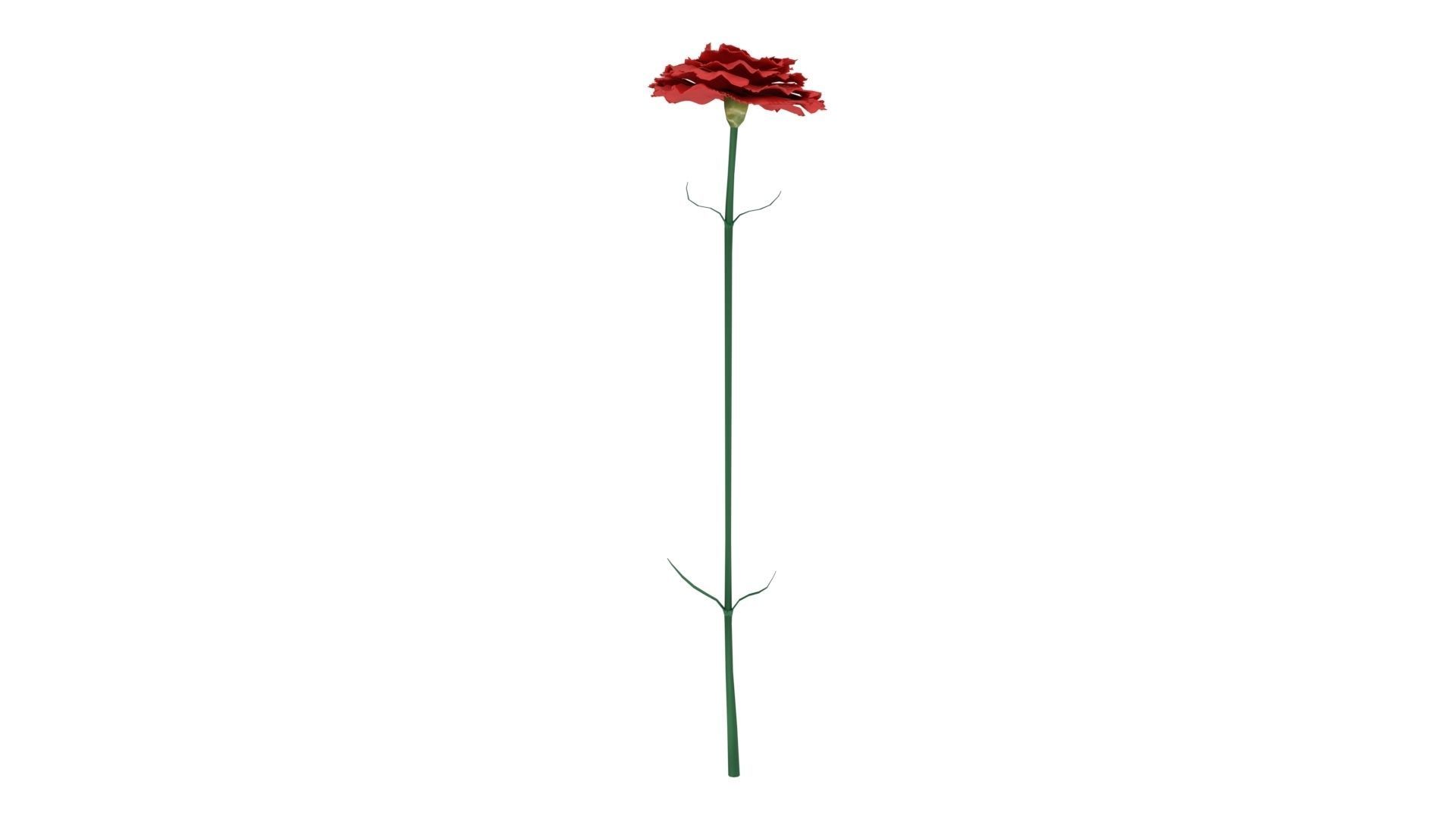 Carnation flower 3D model_1