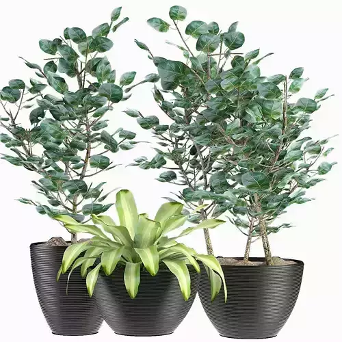 Collections Plants 4