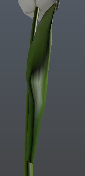 Tulip 3D model_5