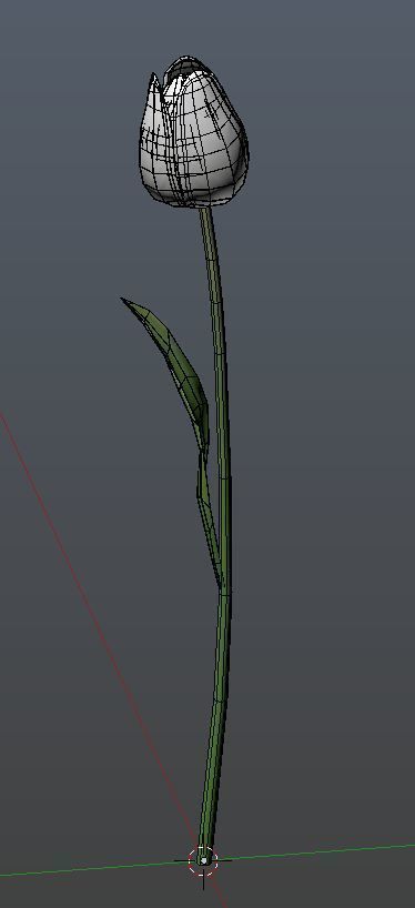 Tulip 3D model_6