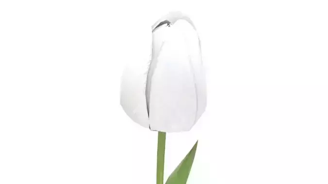 Tulip 3D model