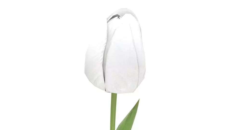 Tulip 3D model_0
