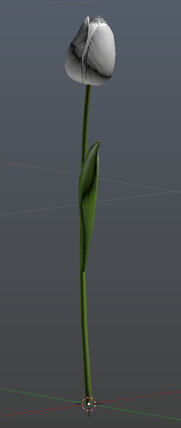 Tulip 3D model_4