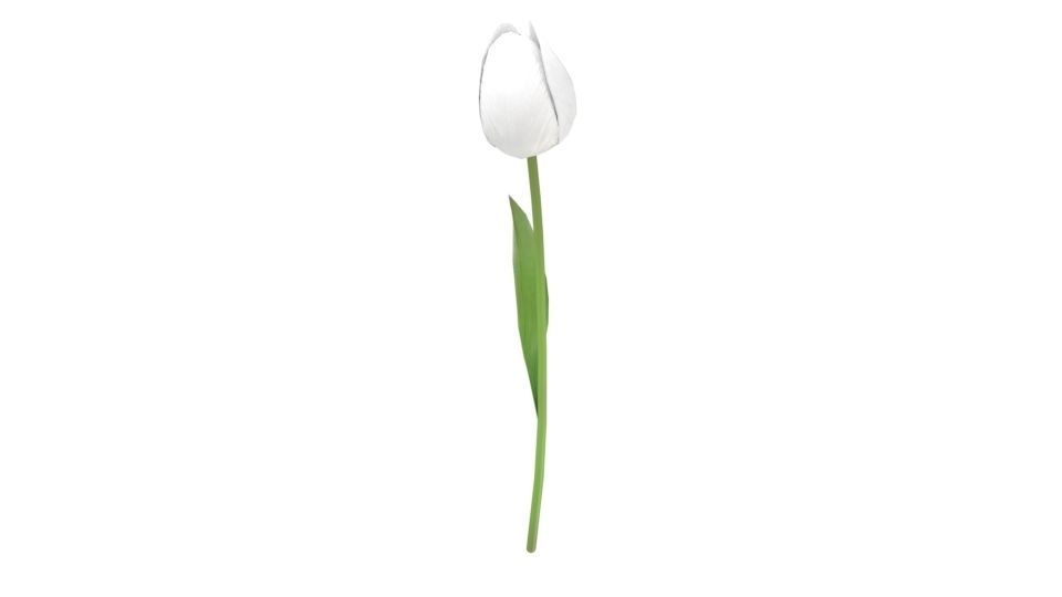Tulip 3D model_1