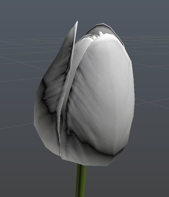 Tulip 3D model_3