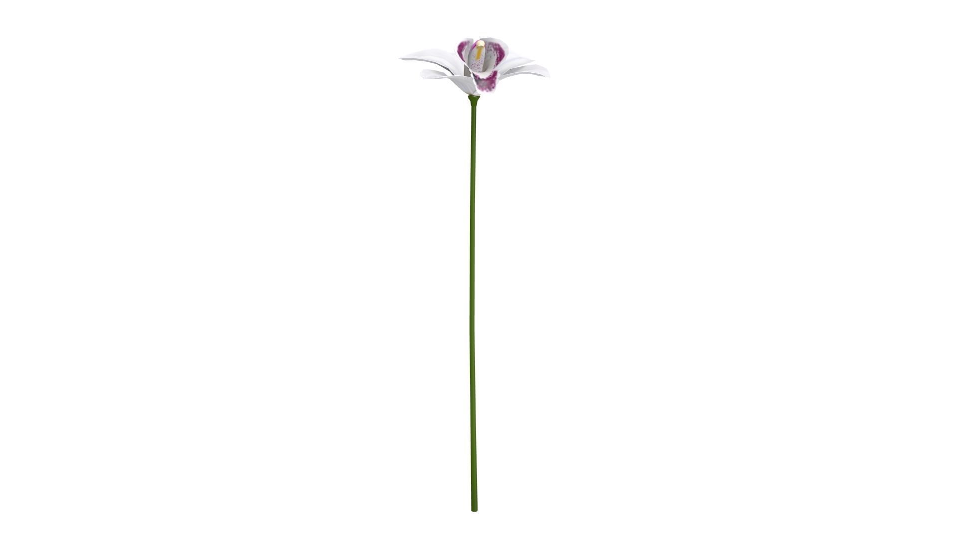 Orchid flower on stem Low-poly 3D model_1