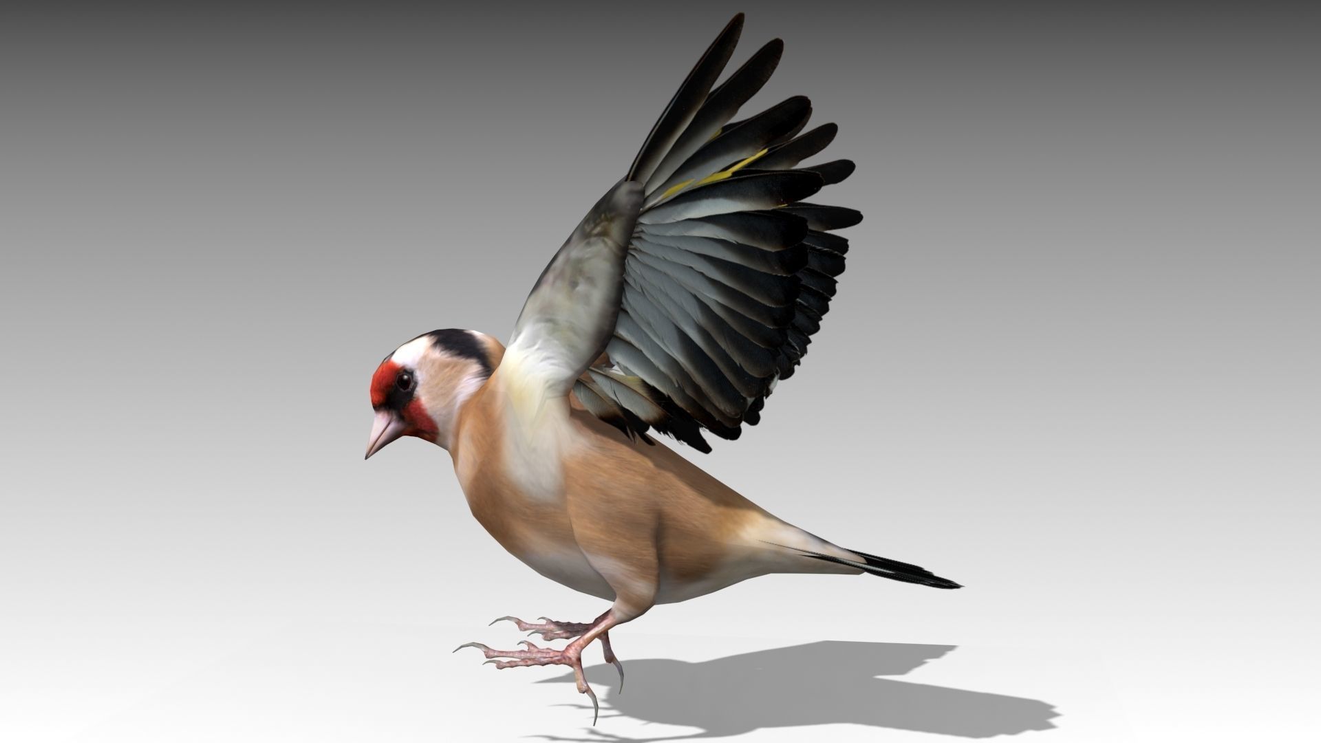 Goldfinch Low-poly 3D model_8