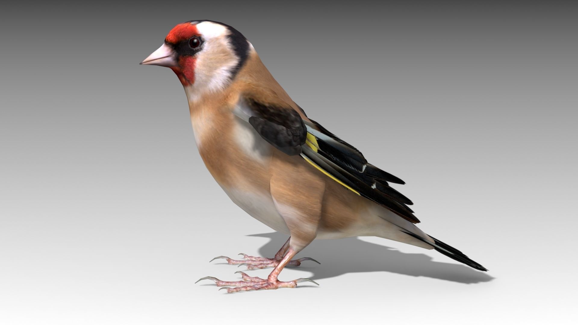Goldfinch Low-poly 3D model_4