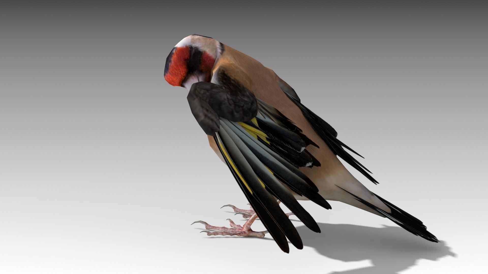 Goldfinch Low-poly 3D model_2