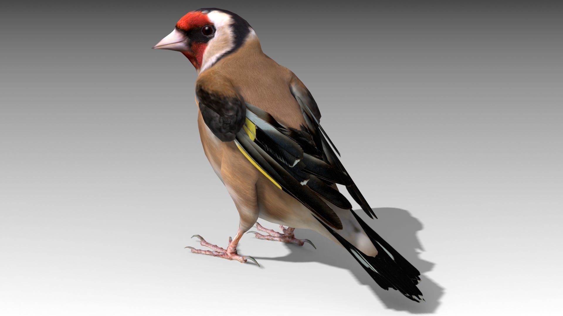 Goldfinch Low-poly 3D model_3