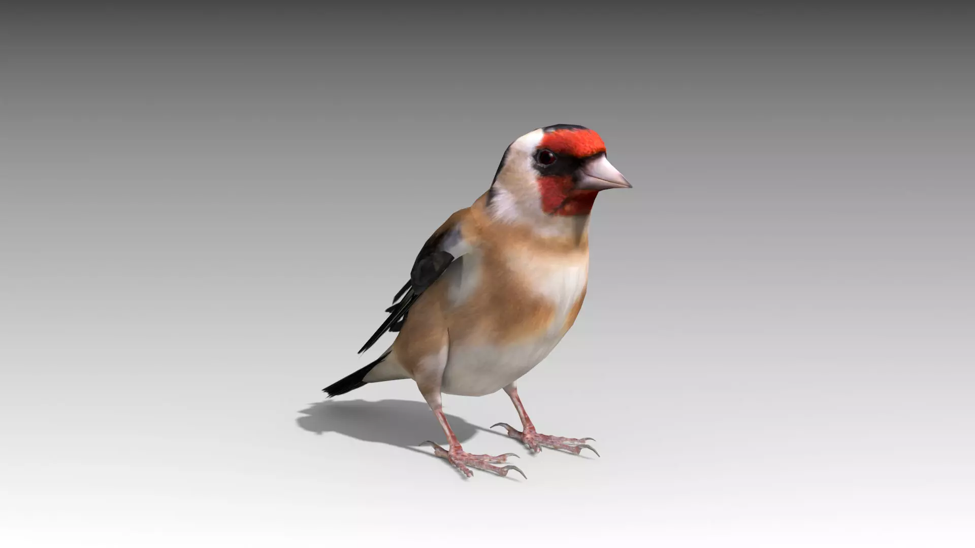 Goldfinch Low-poly 3D model_0