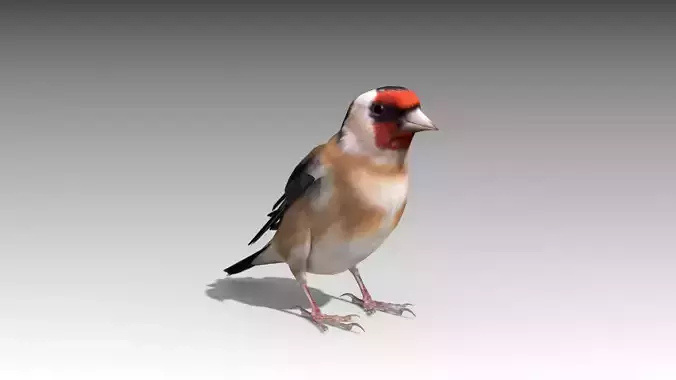 Goldfinch Low-poly 3D model