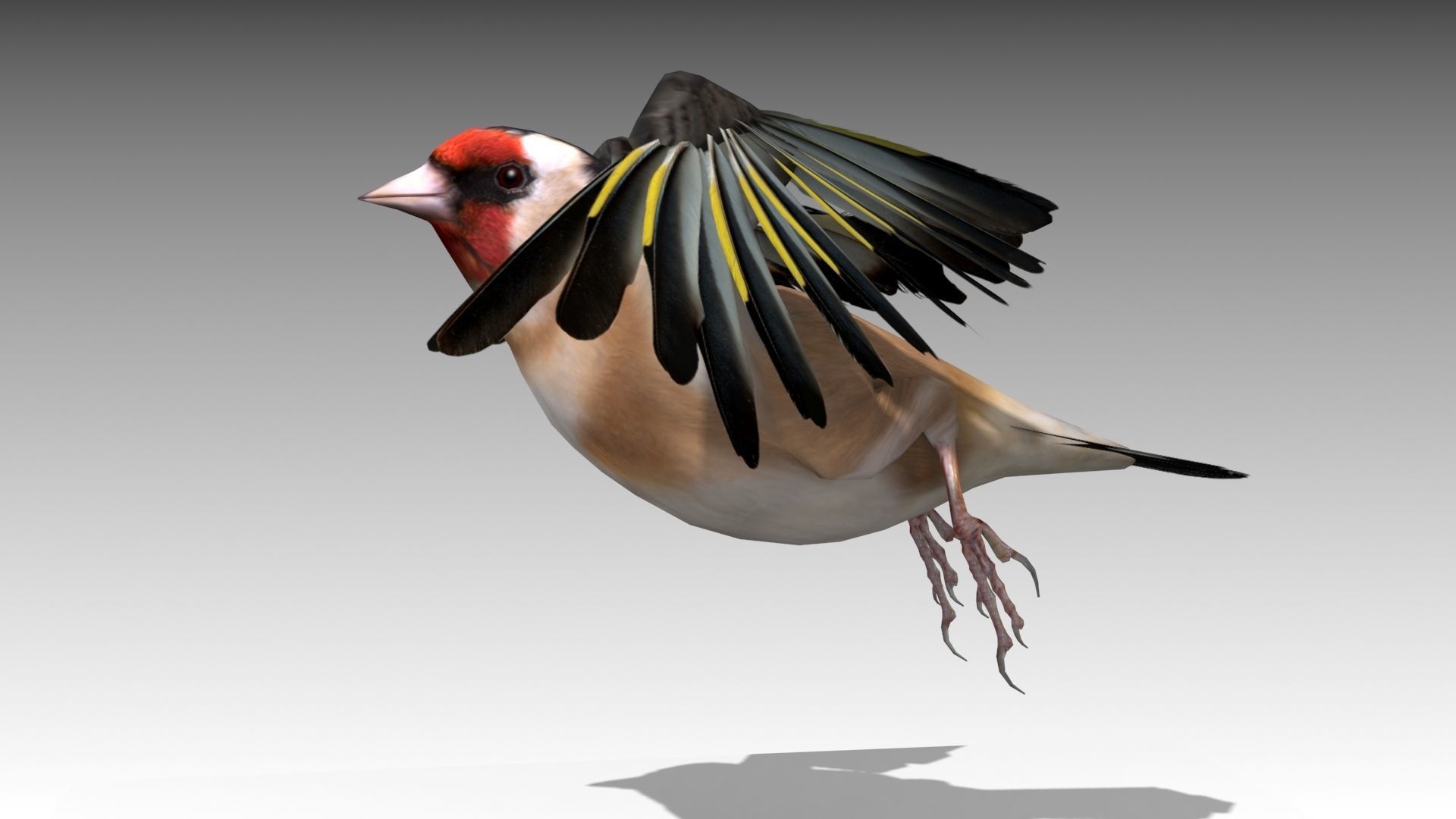 Goldfinch Low-poly 3D model_5