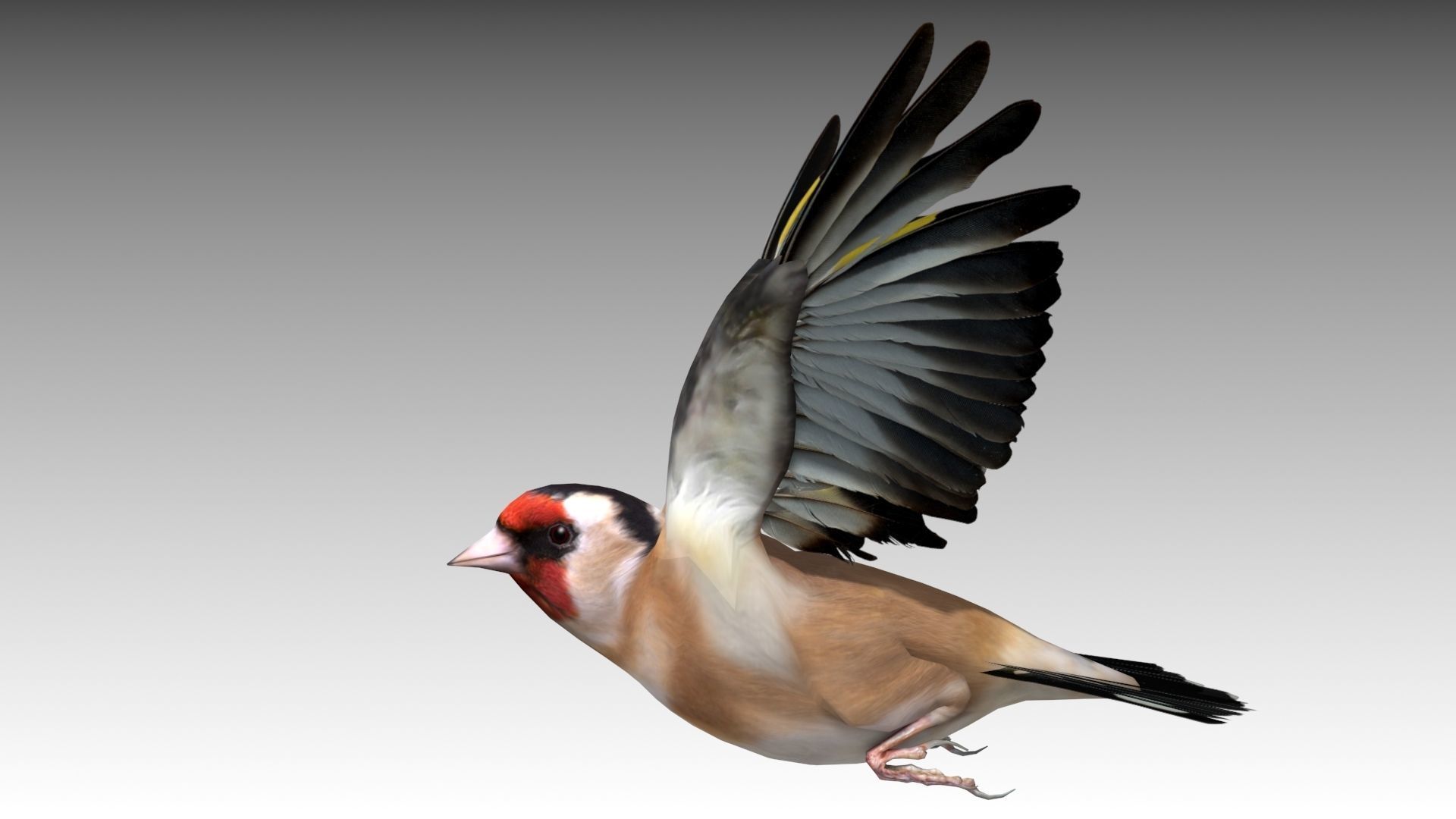 Goldfinch Low-poly 3D model_7