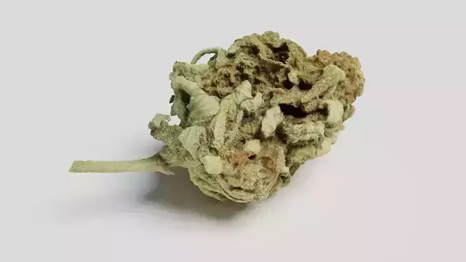 Cannabis Bud 06 3D model