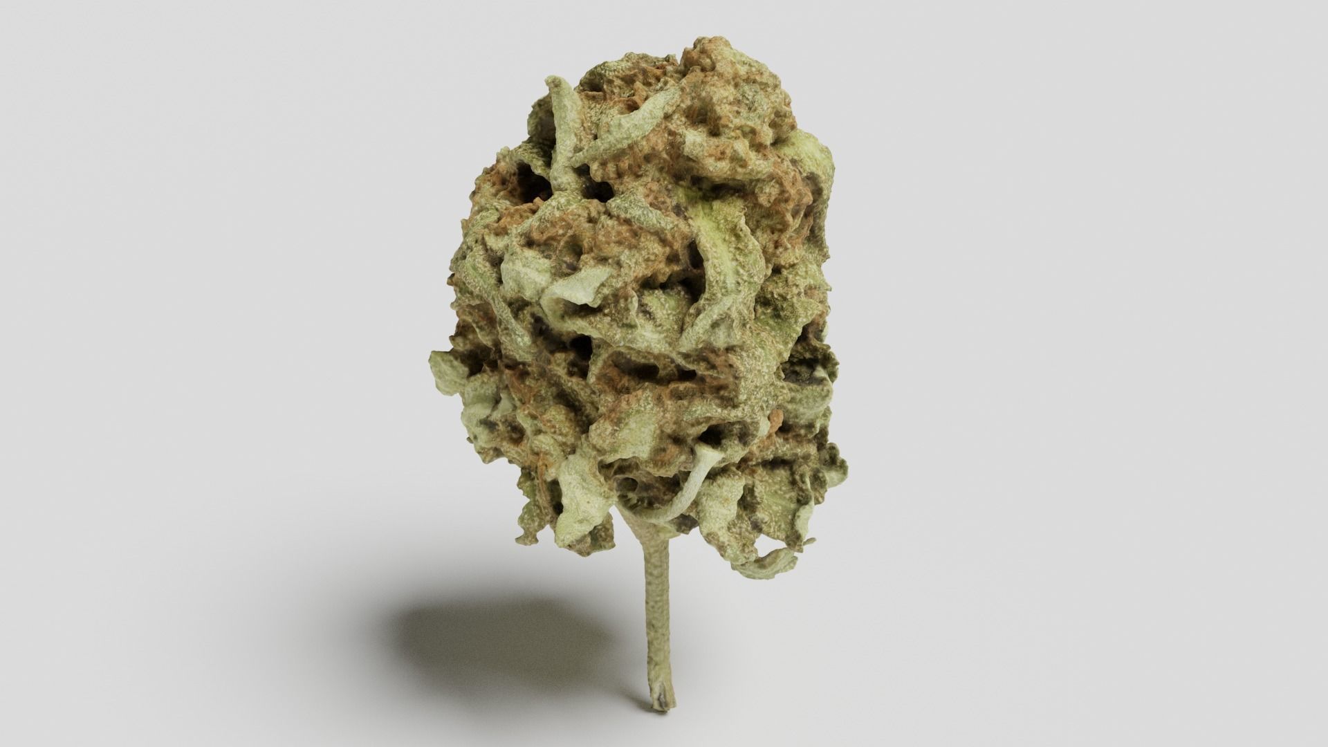 Cannabis Bud 06 3D model_2
