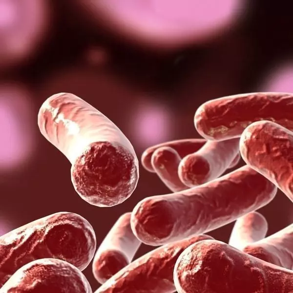 Bacillus 02 3D model_0