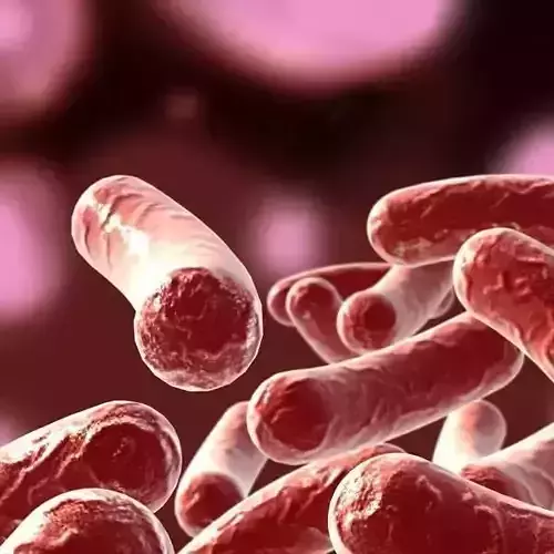 Bacillus 02 3D model
