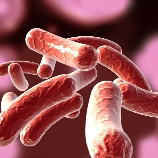 Bacillus 02 3D model_2