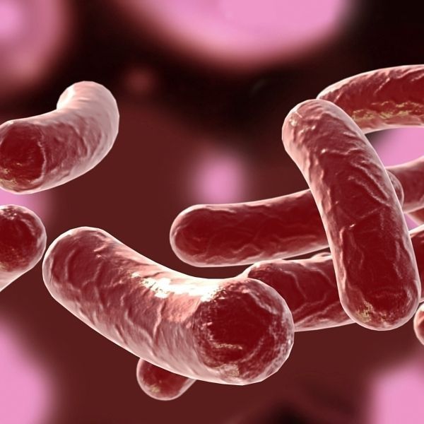 Bacillus 02 3D model_1