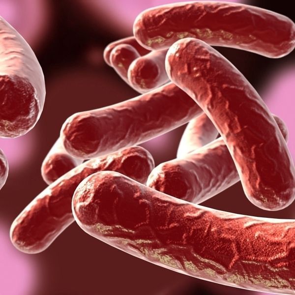 Bacillus 02 3D model_3