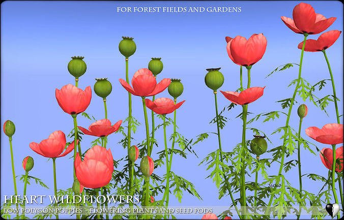 Low Polygon Poppies for Games and Architectural Visualisation Low-poly 3D model