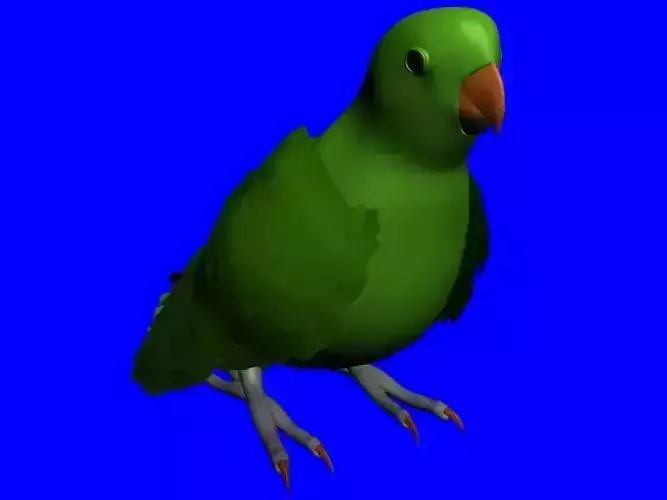 Parrot