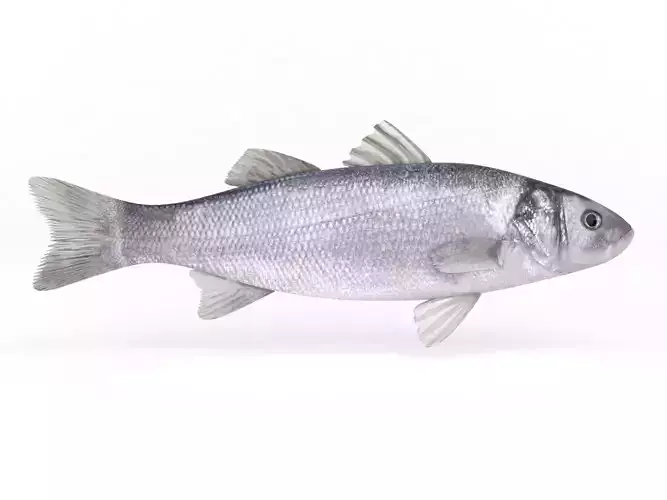 Seabass Fish 3D model