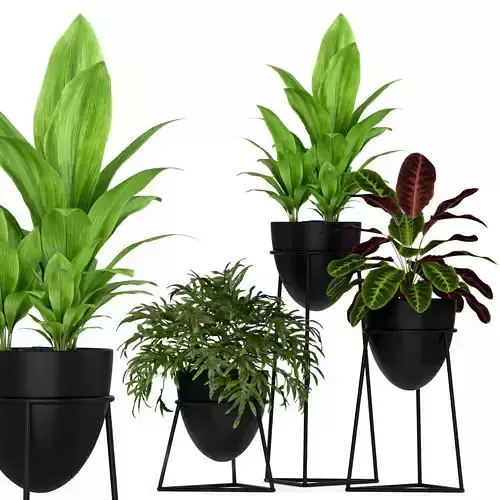 Plants collection 192