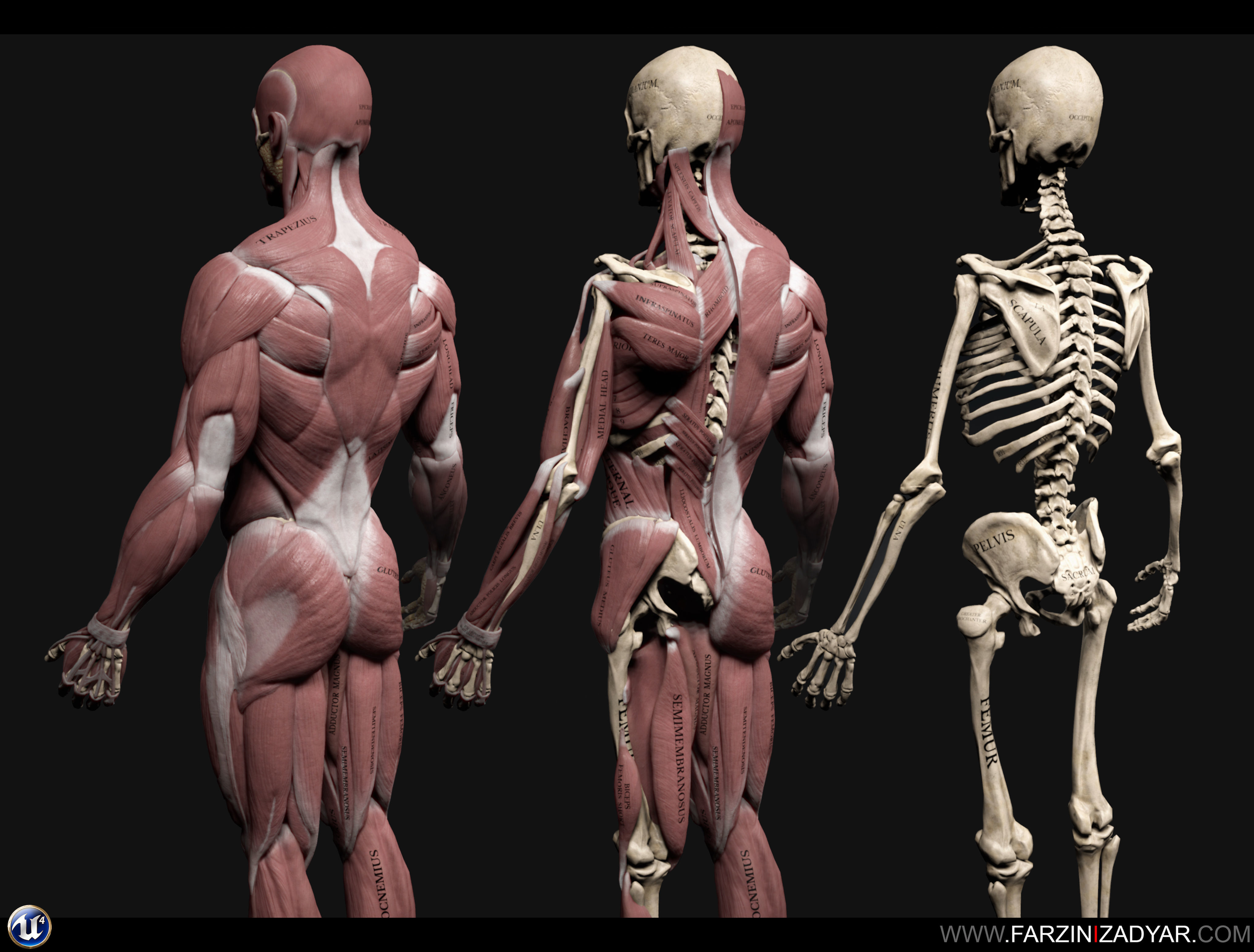 Human Anatomy Kit Low-poly 3D model_4