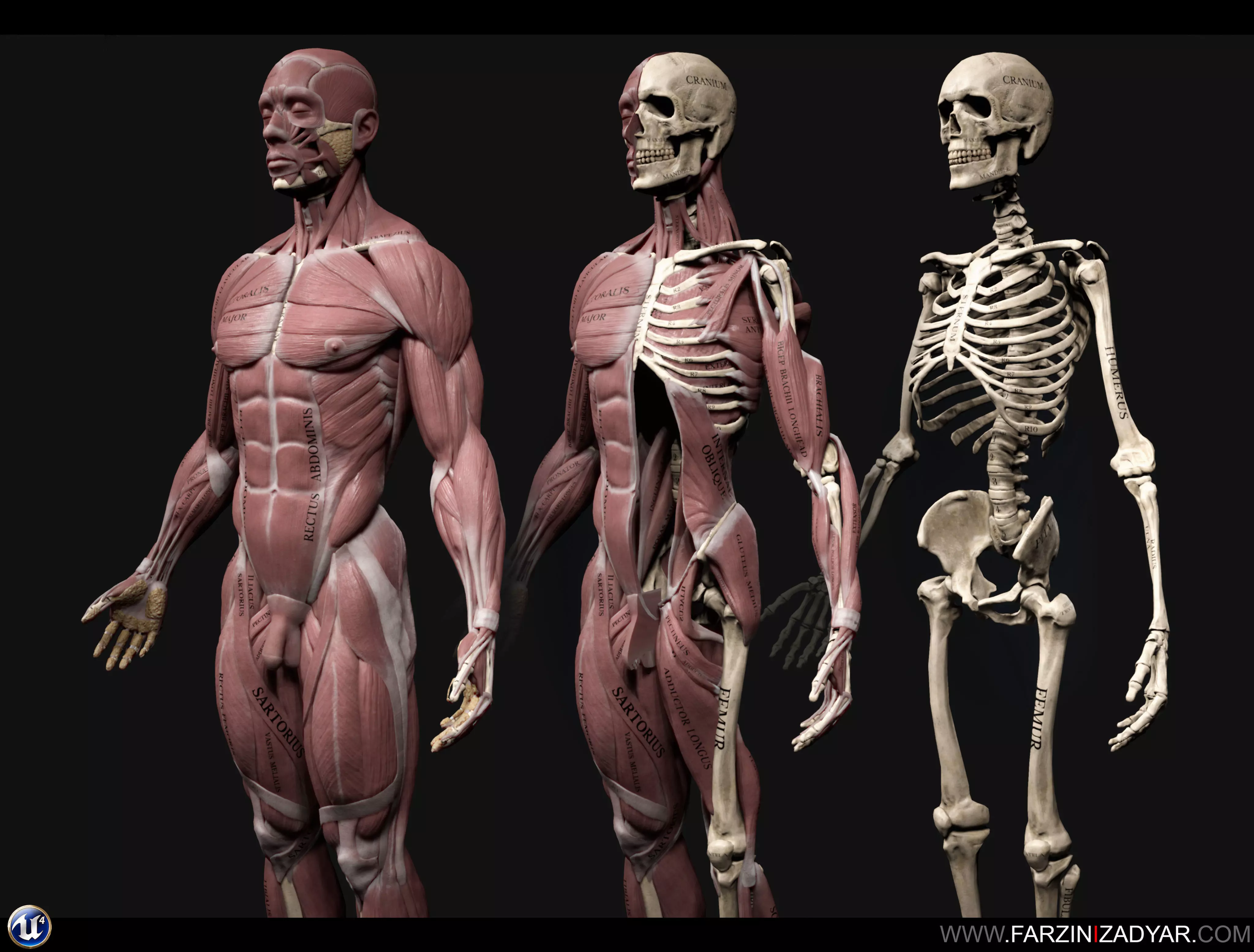 Human Anatomy Kit Low-poly 3D model_0