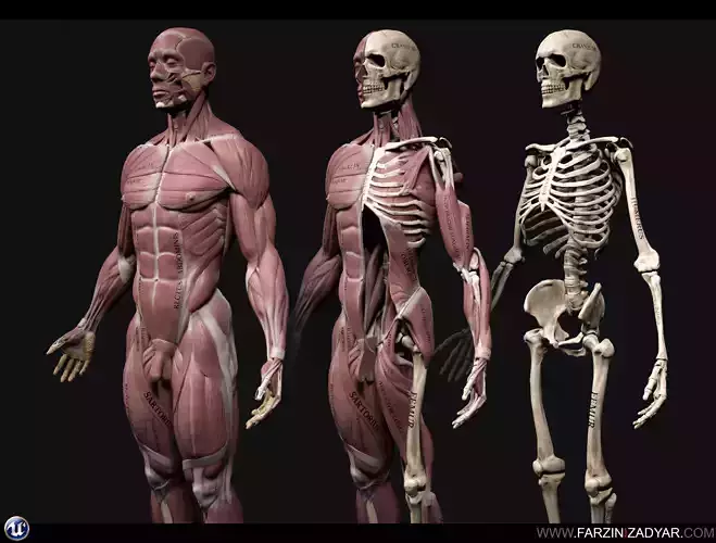 Human Anatomy Kit Low-poly 3D model